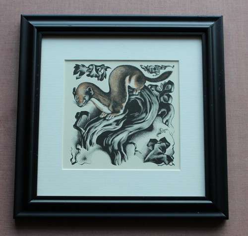 Weasel framed lithograph - 'weasel',