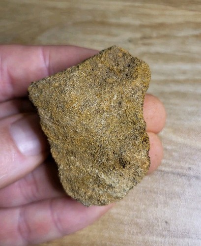 Triceratops skull cretaceous - skull,