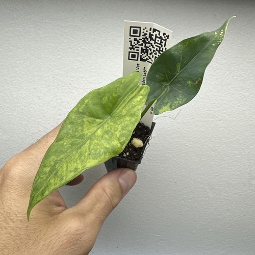 Alocasia simpo aurea variegata - simpo,