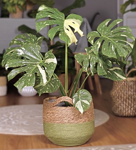 Monstera thai constellation - monstera,