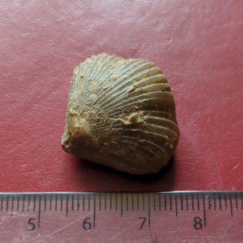 Fossil brachiopod uk - fossil,
