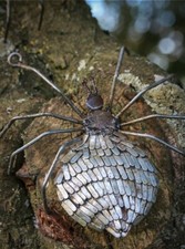 Metal Spider Garden Ornament Sculpture Art - Wall Art Recycled Bug Insect
