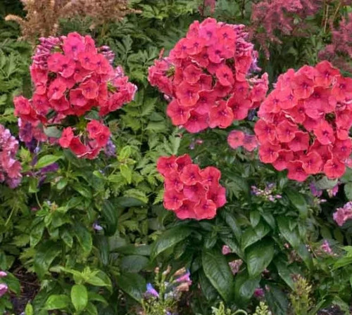 Phlox red coral - , flame
