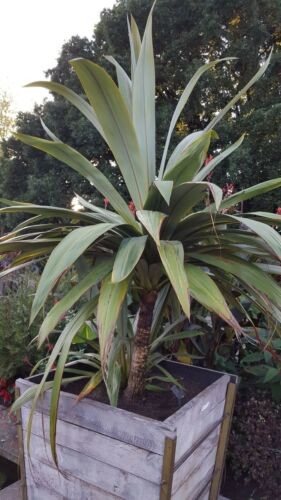 Cordyline indivisa wide - cordyline, leaf