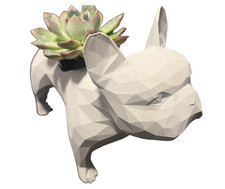 Adorable French Bulldog