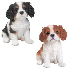 King Charles Puppy Dog -
