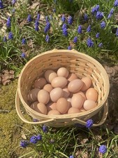 fertile chicken hatching