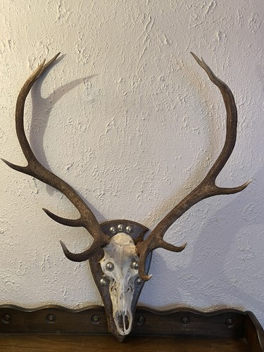 Deer antlers points - deer,