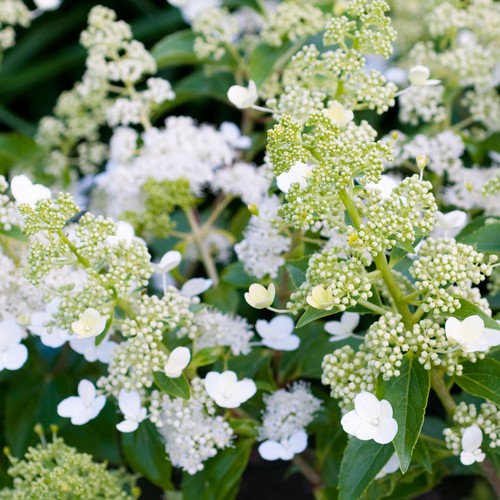 Hydrangea kyushu upright - hydrangea,