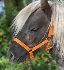 MINI SHETLAND HEAD COLLAR, MINI HEADCOLLAR IN LOTS OF COLOURS!!  *FREE POSTAGE*