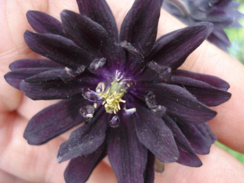 Giant russian aquilegia - aquilegia, seeds