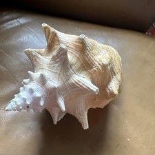 Win Large 8” long Conch Shell 