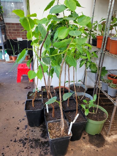 Ficus reliogoisa - ficus,