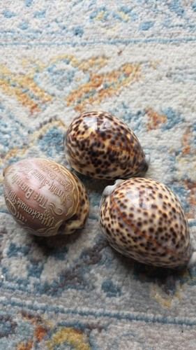 Tiger cowrie decorative sea - 3,