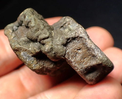 Jurassic double ichthyosaur