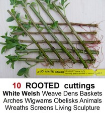 Willow Tree ROOTED cuttings WHITE WELSH weaving Baskets Arches Den Dome Tunnel