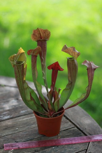 Sarracenia hybrid pitcher - hybrid,