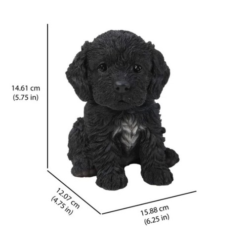 Cockapoo puppy sitting black - puppy,