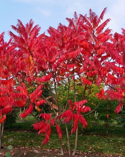 Rhus typhina stag s - rhus, horn