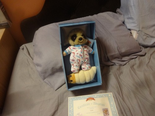 Meerkat baby oleg - meerkat, with