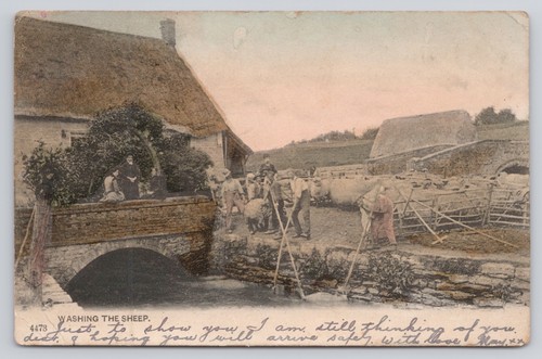 Washing the sheep - sheep, postcard