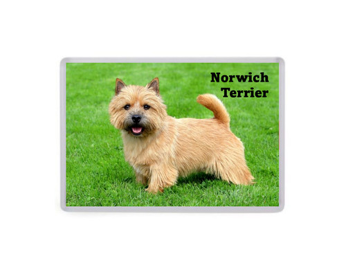 Norwich terrier dog large - dog,