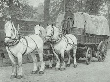 The London Cart Horse Shire