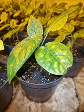 Tree Tomato , Tamarillo Plant