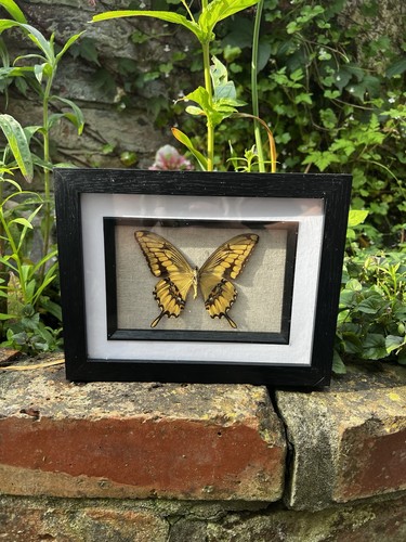 Real framed yellow swallowtail - framed,