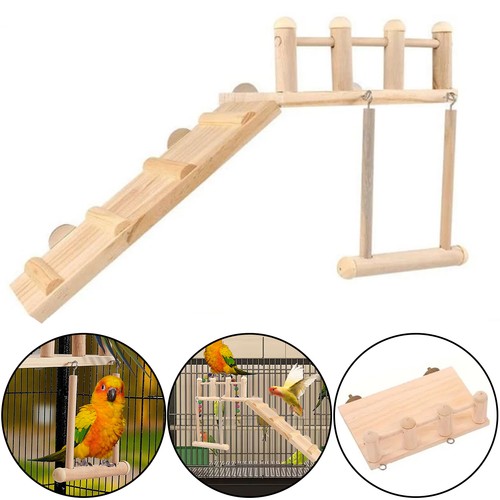 Pet cockatiel parrot - parrot, bird