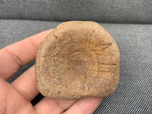 Rare ichthyosaur vertebra - rare,