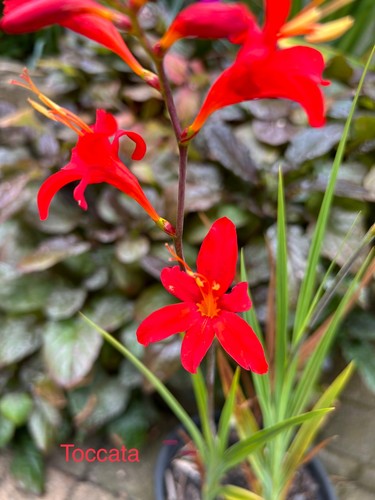 Crocosmia toccata 1 - crocosmia, x