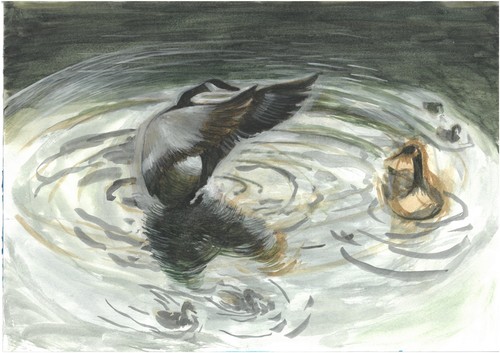 Canadian geese pond - canadian,