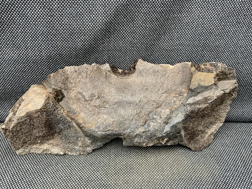 Large ichthyosaur partial - ichthyosaur,