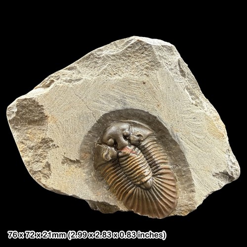 Rare scutellum trilobite - scutellum,