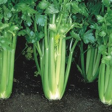 Celery victoria stringless - f1,