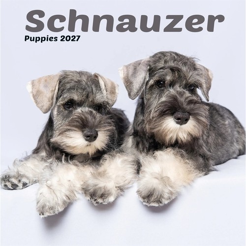 Schnauzer puppies mini - puppies,