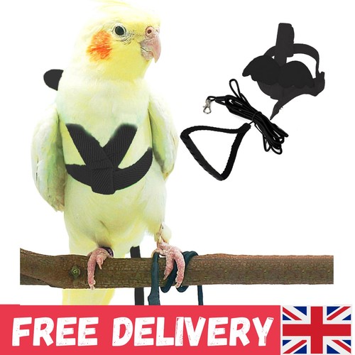 Pet parrot bird - pet,