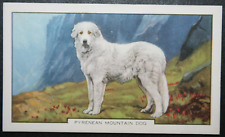 PYRENEAN MOUNTAIN DOG  Vintage 1930's Illustrated Card  KE25M