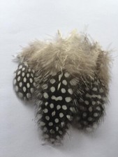 GUINEA FOWL FEATHERS MIXED SIZES FLYNSCOTSMAN TACKLE CRAFTING FLY TYING NAIL ART