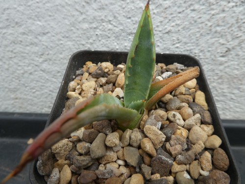 Agave parryi couesi - agave, in
