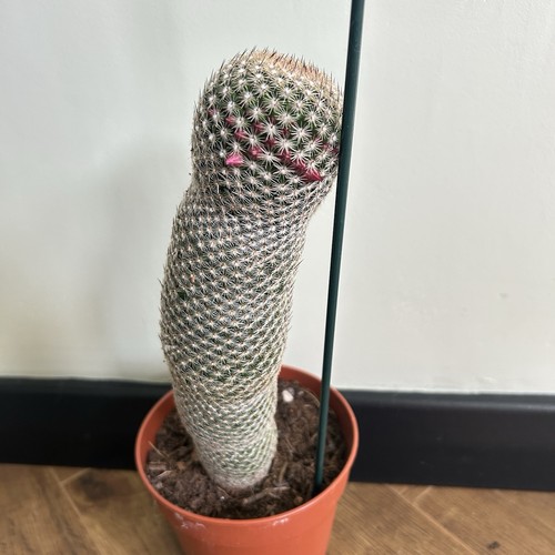 Mammillaria matudae cactus - mammillaria,