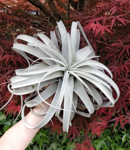 Rare tillandsia xerographica - rare,