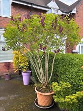 SYRINGA LILAC LUDWIG SPAETH