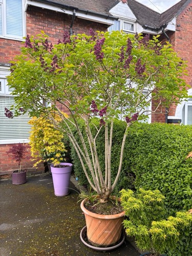 Syringa lilac ludwig spaeth - ludwig,