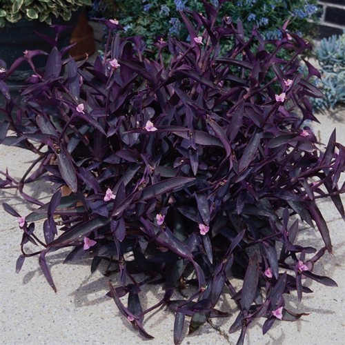 Tradescantia purple sabre - tradescantia,