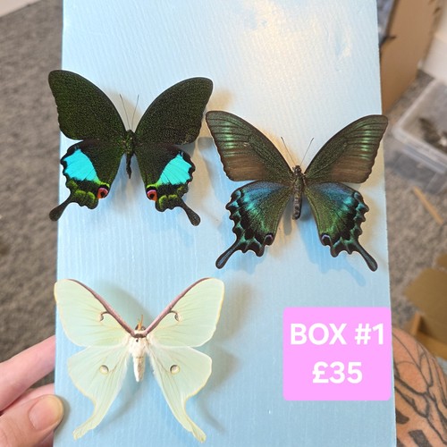 Starter box mixed - mixed, specimen