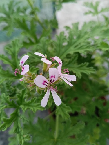 Pelargonium prince orange - pelargonium, 'prince