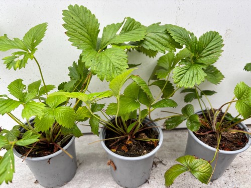 Alpine strawberry plants x - alpine,