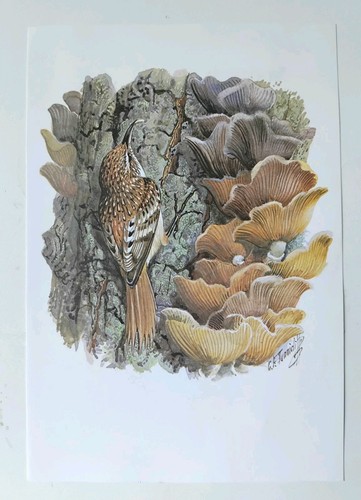 Tunnicliffe treecreeper - f,